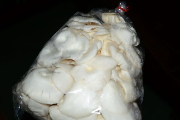 White oyster mushroom 500 g