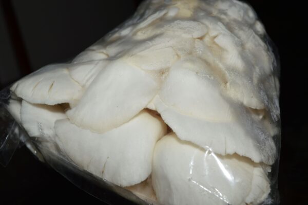 White oyster mushroom 500 g (2)