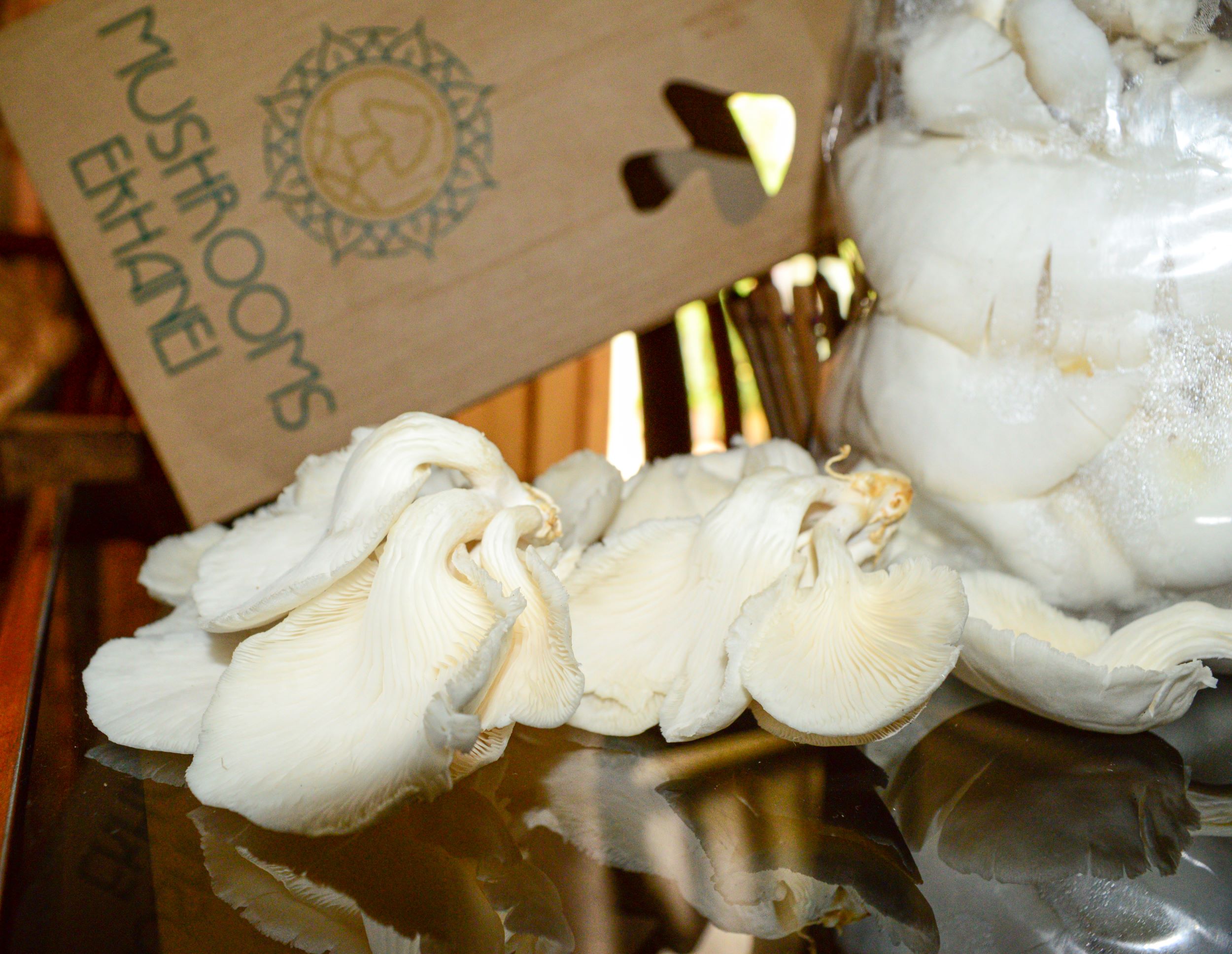 White Oyster Mushroom